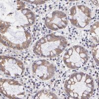 Anti-NSF antibody produced in rabbit