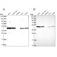 Anti-NSFL1C antibody produced in rabbit 