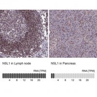 Anti-NSL1 antibody produced in rabbit
