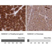 Anti-NSMCE1 antibody produced in rabbit