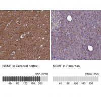 Anti-NSMF antibody produced in rabbit
