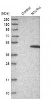 Anti-NSUN4 antibody produced in rabbit HPA028489-100UL