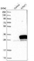 Anti-NTMT1 antibody produced in rabbit HPA020092-100UL