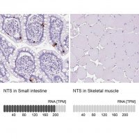 Anti-NTS antibody produced in rabbit 