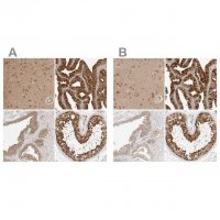 Anti-NUDC antibody produced in rabbit 