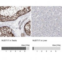 Anti-NUDT17 antibody produced in rabbit 