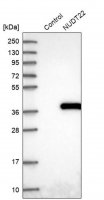 Anti-NUDT22 antibody produced in rabbit 