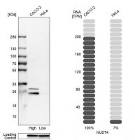 Anti-NUDT4 antibody produced in rabbit 