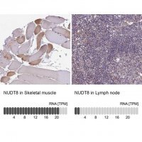 Anti-NUDT8 antibody produced in rabbit 
