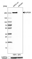 Anti-NUP205 antibody produced in rabbit 