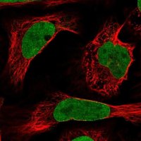 Anti-NUP50 antibody produced in rabbit