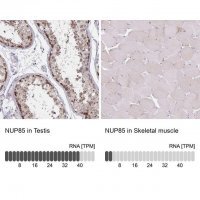 Anti-NUP85 antibody produced in rabbit 