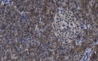 Anti-O-GlcNAc Transferase Antibody, clone 1O19 ZooMAb� Rabbit Monoclonal 