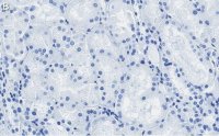 Anti-Occludin Antibody, clone 1C17 ZooMAb� Rabbit Monoclonal 