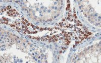 Anti-OCT4 Antibody, clone 4N8, ZooMAb® Rabbit Monoclonal