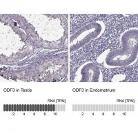 Anti-ODF3 antibody produced in rabbit 