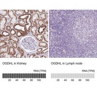Anti-OGDHL antibody produced in rabbit