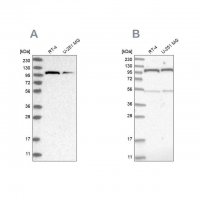 Anti-OGT antibody produced in rabbit