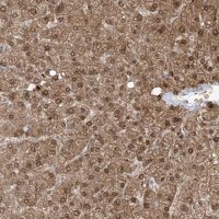 Anti-OGT antibody produced in rabbit