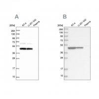 Anti-OLA1 antibody produced in rabbit HPA041443-100UL