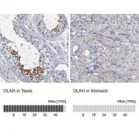 Anti-OLAH antibody produced in rabbit 