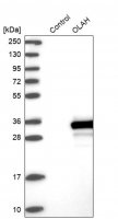 Anti-OLAH antibody produced in rabbit 