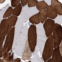 Anti-OLFML1 antibody produced in rabbit