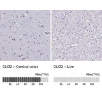 Anti-OLIG2 antibody produced in rabbit