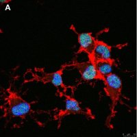 Anti-Olig2 Antibody, clone 1K2 ZooMAb� Rabbit Monoclonal 