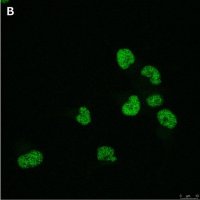 Anti-Olig2 Antibody, clone 1K2 ZooMAb� Rabbit Monoclonal 
