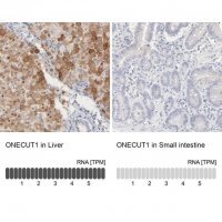 Anti-ONECUT1 antibody produced in rabbit 