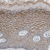 Anti-ORAI1 antibody produced in rabbit 