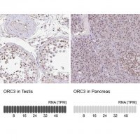 Anti-ORC3 antibody produced in rabbit 