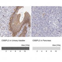 Anti-OSBPL3 antibody produced in rabbit