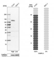 Anti-OSBPL3 antibody produced in rabbit