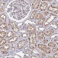 Anti-OSER1 antibody produced in rabbit 