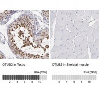 Anti-OTUB2 antibody produced in rabbit 