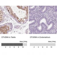 Anti-OTUD6A antibody produced in rabbit 