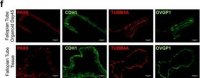 Anti-OVGP1 antibody produced in rabbit 