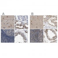 Anti-OXSM antibody produced in rabbit
