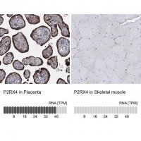 Anti-P2RX4 antibody produced in rabbit 