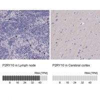 Anti-P2RY10 antibody produced in rabbit 