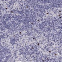 Anti-P2RY10 antibody produced in rabbit 