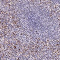 Anti-P2RY13 antibody produced in rabbit