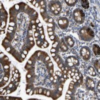 Anti-P4HB antibody produced in rabbit 