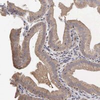 Anti-PABPC5 antibody produced in rabbit HPA000164-100UL