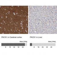 Anti-PACS1 antibody produced in rabbit