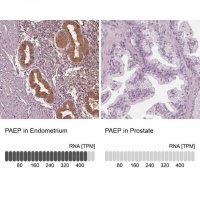 Anti-PAEP antibody produced in rabbit 