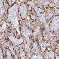 Anti-PAGE4 antibody produced in rabbit 