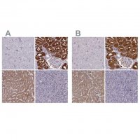 Anti-PAH antibody produced in rabbit HPA031642-100UL
